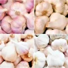6 Organic Garlic Bulbs Multi-Size Mixed Varieties for Planting or Eating - Image 1