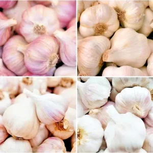 6 Organic Garlic Bulbs Multi-Size Mixed Varieties for Planting or Eating - Image 1