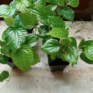 6 Organic Piper Lolot Live Plants 8-12 inch - Vietnamese Lá Lốt for Culinary & Garden - Image 4