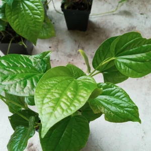 6 Organic Piper Lolot Live Plants 8-12 inch - Vietnamese Lá Lốt for Culinary & Garden - Image 6