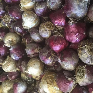 6 Purple Hyacinth Bulbs - Fragrant Hyacinth orientalis Mixture - Zone 3-9 - Image 2