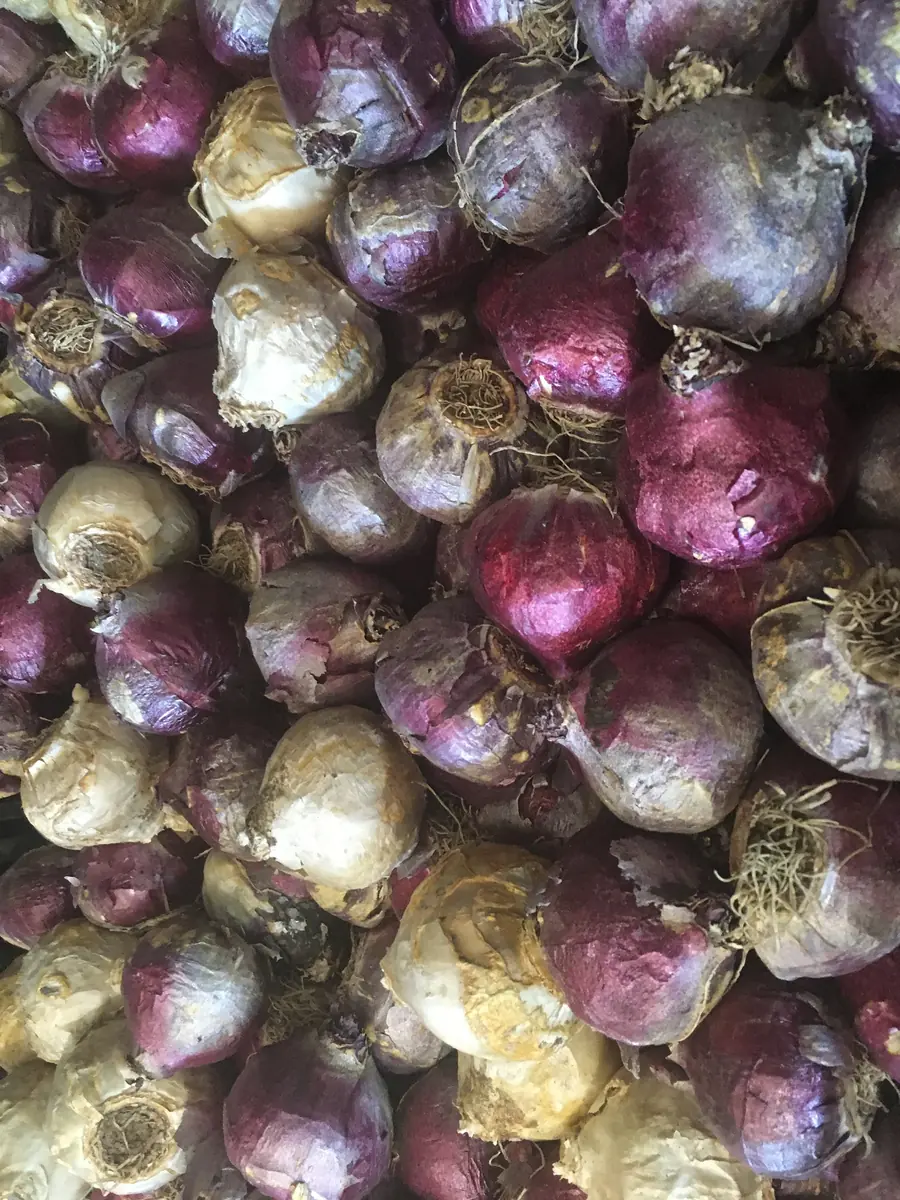 6 Purple Hyacinth Bulbs - Fragrant Hyacinth orientalis Mixture - Zone 3-9 - Image 2