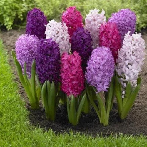 6 Purple Hyacinth Bulbs - Fragrant Hyacinth orientalis Mixture - Zone 3-9 - Image 1