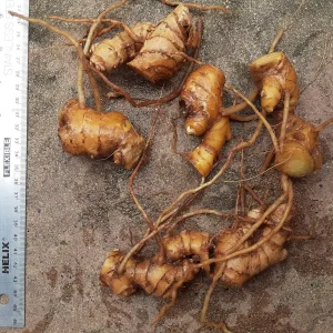 6 Shampoo Ginger Rhizomes - Zingiber zerumbet - Awapuhi Kuahiwi - Image 2