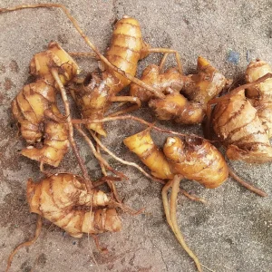 6 Shampoo Ginger Rhizomes - Zingiber zerumbet - Awapuhi Kuahiwi - Image 5