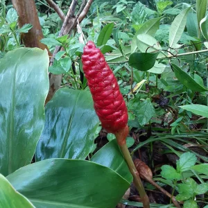 6 Shampoo Ginger Rhizomes - Zingiber zerumbet - Awapuhi Kuahiwi - Image 6