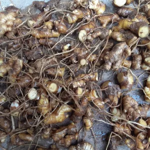 6 Shampoo Ginger Rhizomes - Zingiber zerumbet - Awapuhi Kuahiwi - Image 8