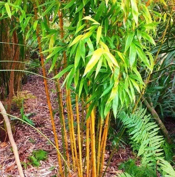 60+ Golden Bamboo Seeds (Phyllostachys Aurea) - Perennial Indoor/Outdoor - Image 2