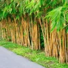 60+ Golden Bamboo Seeds (Phyllostachys Aurea) - Perennial Indoor/Outdoor - Image 1