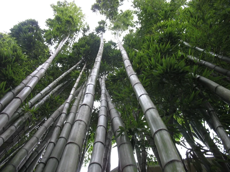 60+ Moso King Giant Bamboo Seeds - Phyllostachys edulis - Fast Growing Perennial - Image 3