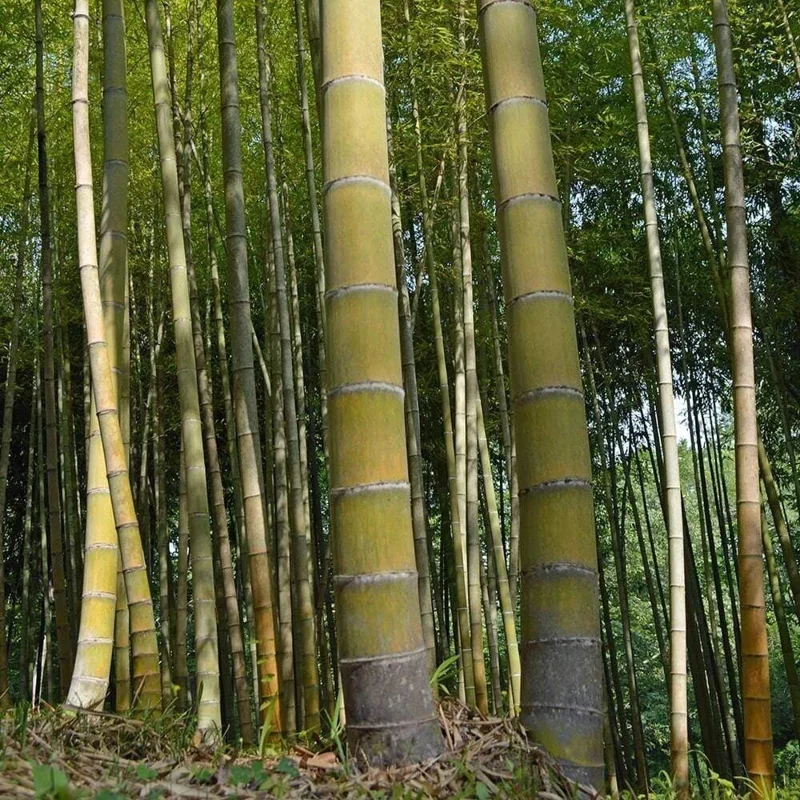 60+ Moso King Giant Bamboo Seeds - Phyllostachys edulis - Fast Growing Perennial - Image 1