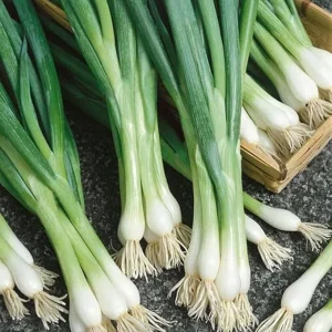 600+ Organic White Lisbon Bunching Onion Seeds, Scallions, NON-GMO, new Season - Image 2