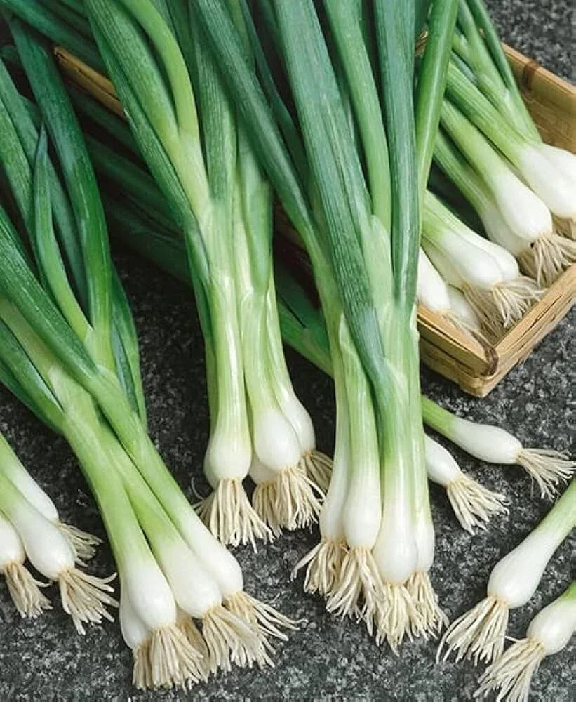600+ Organic White Lisbon Bunching Onion Seeds, Scallions, NON-GMO, new Season - Image 2