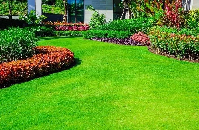 60,000 Emerald Zoysia Grass Seeds - Premium Lawn Turf, Drought Tolerant - Image 1