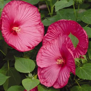 pink hibiscus 5