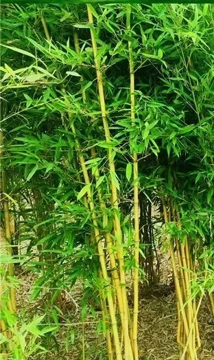 7 Golden Bamboo Seeds - Yellow Crookstem Cold Hardy Perennial for Home Decor - Image 2