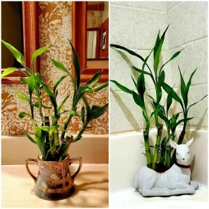 7 Lucky Bamboo Plant Seeds - Dracaena Sanderiana Feng Shui Houseplant Indoor - Image 3