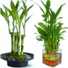 7 Lucky Bamboo Plant Seeds - Dracaena Sanderiana Feng Shui Houseplant Indoor - Image 1