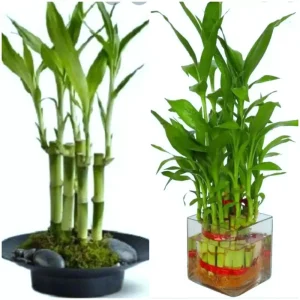 7 Lucky Bamboo Plant Seeds - Dracaena Sanderiana Feng Shui Houseplant Indoor - Image 1