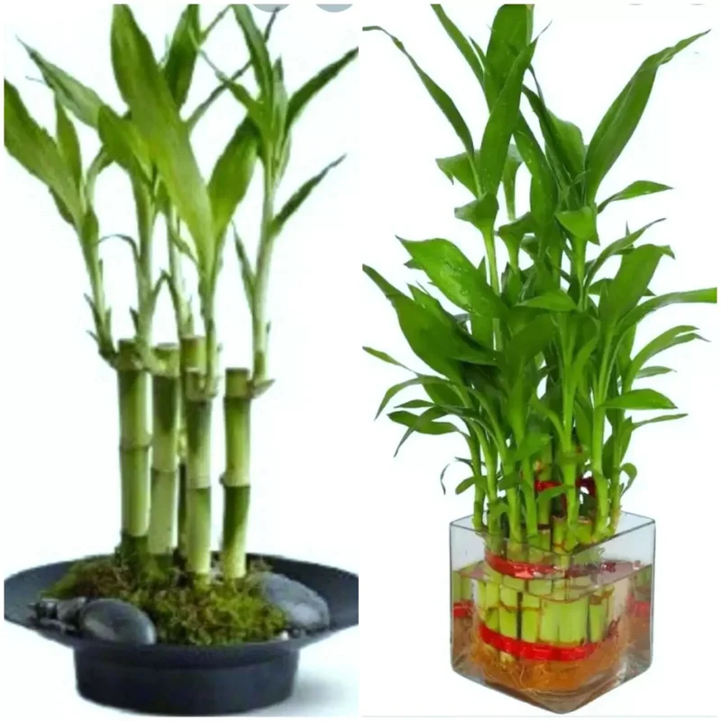 7 Lucky Bamboo Plant Seeds - Dracaena Sanderiana Feng Shui Houseplant Indoor - Image 1