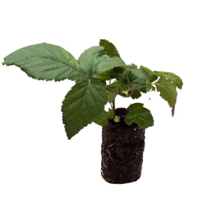 7 Prime Ark Thornless Blackberry Live Plants – Primocane Fruiting Plugs – Large Sweet Berries – USDA Zones 5-8 - Image 2