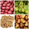 70 Red Potato Seeds - Heirloom True Potato Seeds for Outdoor Planting - Image 1