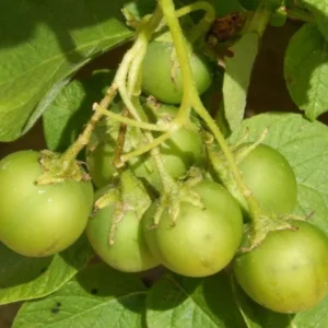 70 Red Potato Seeds - Heirloom True Potato Seeds for Outdoor Planting - Image 3