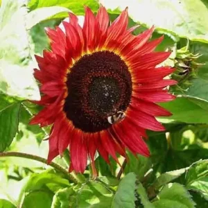 75+ Red Sun Sunflower Seeds - Tall, Non-GMO, Heirloom Flower Seeds for Outdoors - Image 3