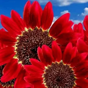75+ Red Sun Sunflower Seeds - Tall, Non-GMO, Heirloom Flower Seeds for Outdoors - Image 1