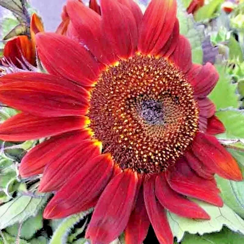 75+ Red Sun Sunflower Seeds - Tall, Red, Non-GMO Heirloom Flower Seeds for Outdoor Garden - Image 2