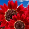 75+ Red Sun Sunflower Seeds - Tall, Red, Non-GMO Heirloom Flower Seeds for Outdoor Garden - Image 1