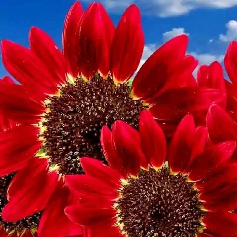75+ Red Sun Sunflower Seeds - Tall, Red, Non-GMO Heirloom Flower Seeds for Outdoor Garden - Image 1