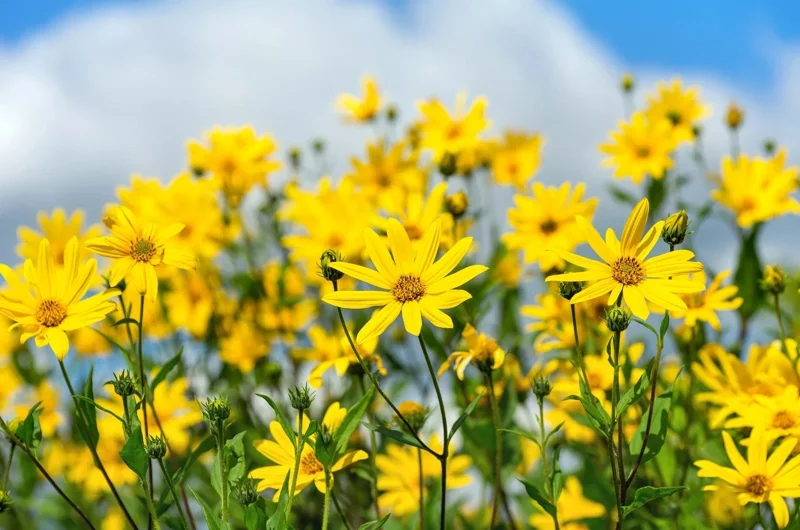 8oz Jerusalem Artichoke Tubers Sunchokes for Planting or Eating - Perennial - Image 2