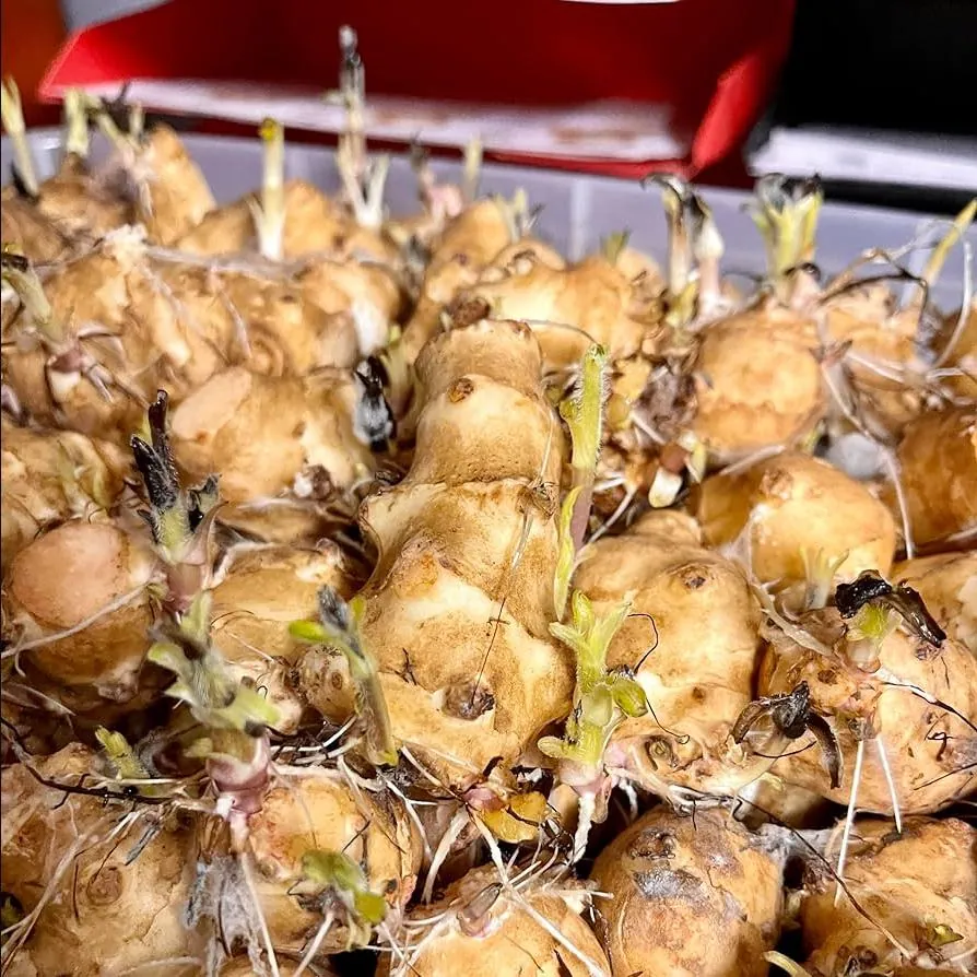 8oz Sunchoke Tubers for Planting - Fresh Jerusalem Artichoke Bulbs, Outdoor Garden - Image 2