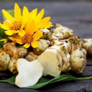 8oz Sunchoke Tubers for Planting - Fresh Jerusalem Artichoke Bulbs, Outdoor Garden - Image 4