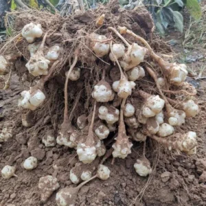 8oz Sunchoke Tubers for Planting - Fresh Jerusalem Artichoke Bulbs, Outdoor Garden - Image 5