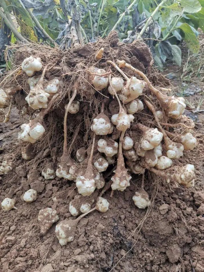 8oz Sunchoke Tubers for Planting - Fresh Jerusalem Artichoke Bulbs, Outdoor Garden - Image 5