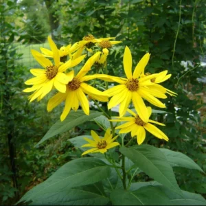 8oz Sunchoke Tubers for Planting - Fresh Jerusalem Artichoke Bulbs, Outdoor Garden - Image 7