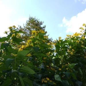 8oz Sunchoke Tubers for Planting - Fresh Jerusalem Artichoke Bulbs, Outdoor Garden - Image 8