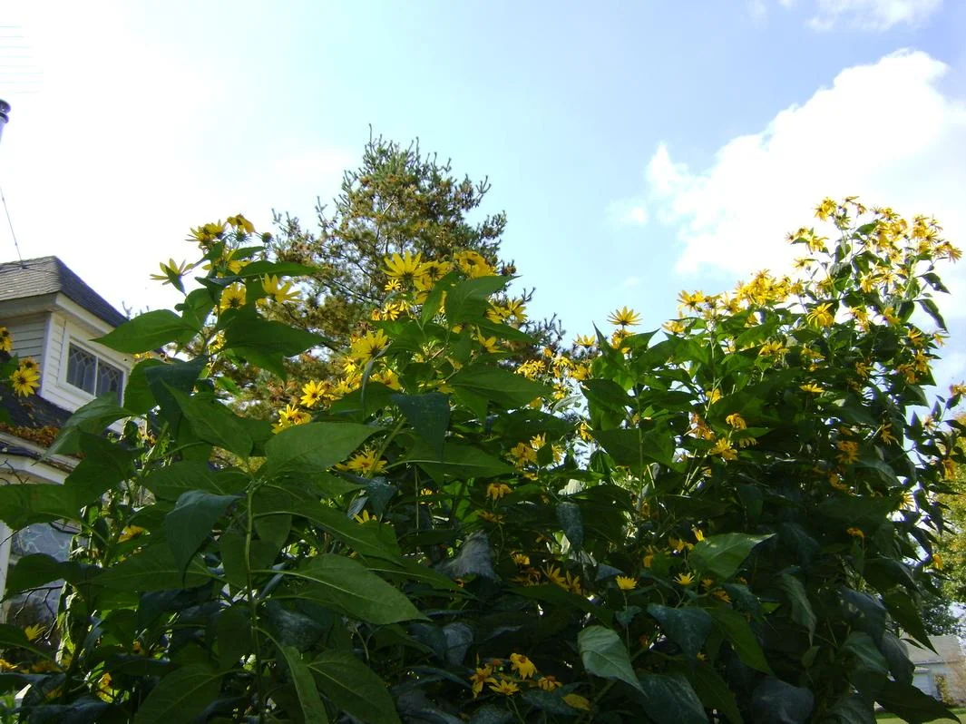 8oz Sunchoke Tubers for Planting - Fresh Jerusalem Artichoke Bulbs, Outdoor Garden - Image 8