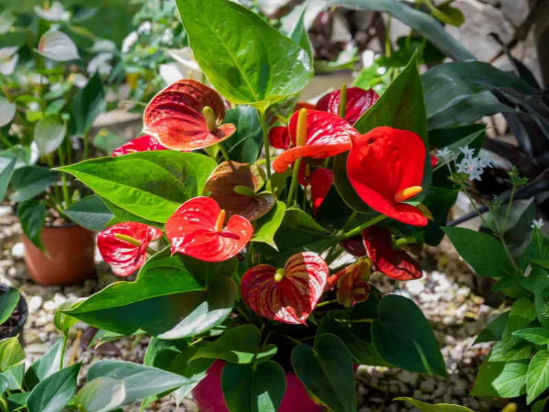 Anthurium (Laceleaf)