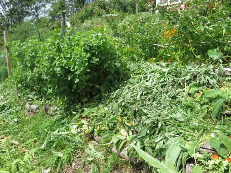 Chopping And Dropping Comfrey Leaves
