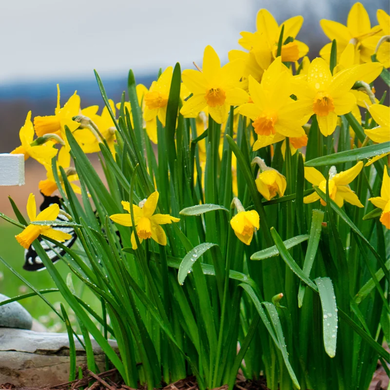 Daffodil-Bulbs-Daffodils-Flowers-Bulbs-Narcissus-Daffodil-Bulbs-Flower-Bulbs-Bulbs-For-Planting-3