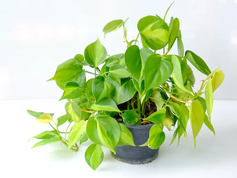 Heartleaf Philodendron (Philodendron hederaceum) - Heart-Shaped Plant