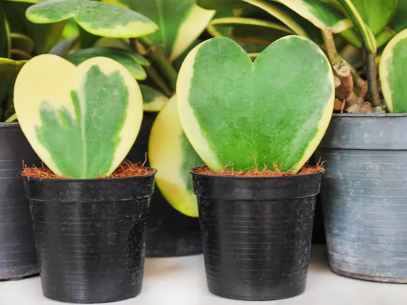 Hoya Kerrii (Sweetheart Plant)