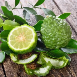 Kaffir Lime Tree Live Plant – 5-10 Inches Tall – Makrut Lime Citrus Hystrix