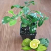 Kaffir Lime Tree Live Plant – 5-10 Inches Tall – Makrut Lime Citrus Hystrix