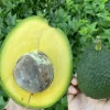 Marcus Pumpkin Grafted Avocado Tree