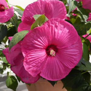pink hibiscus 2