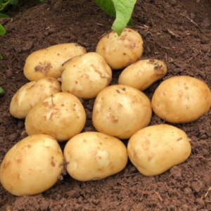 Yukon Gold True Potato Seeds - 50 Organic Yellow Mix Potato Seeds for Planting